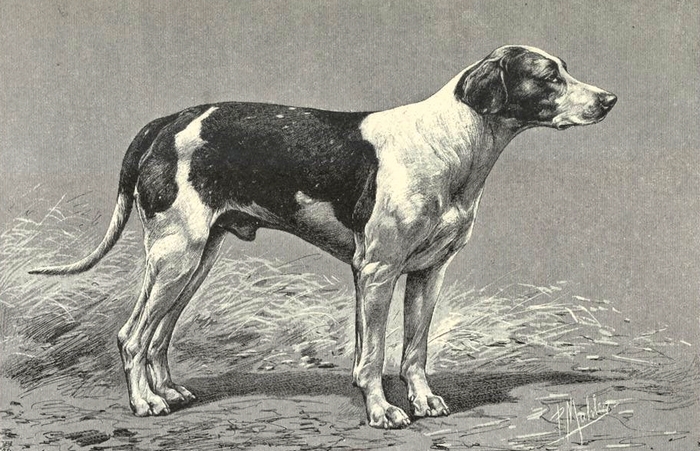 Perray, foxhound, à M. Servant - Illustration tirée de La Chasse du chevreuil - Comte de Chabot (1879) - Firmin-Didot (Paris) - BnF (Gallica)